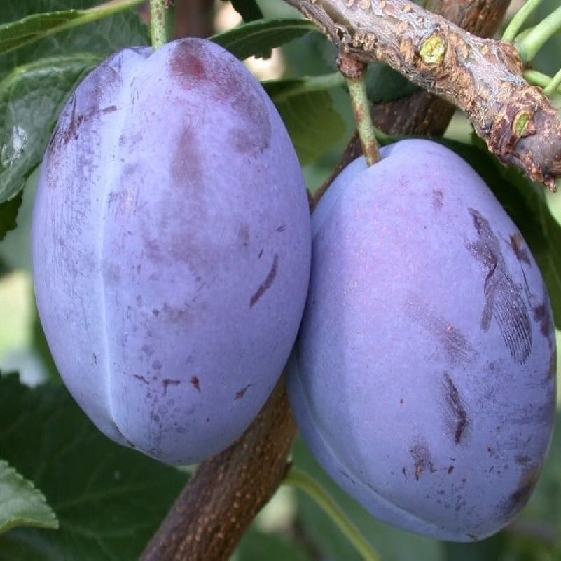 Слива